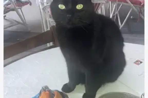 Chat perdu, Saint-Gilles-Croix-de-Vie, photo: Chat noir mâle perdu Rue René Laennec, 17