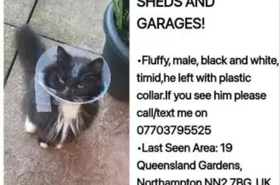 Lost Black & White Cat - Queensland Gardens