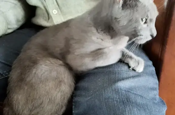 Chat trouvé Sens, photo: Petite chatte trouvée, rue des Chênes Bertin