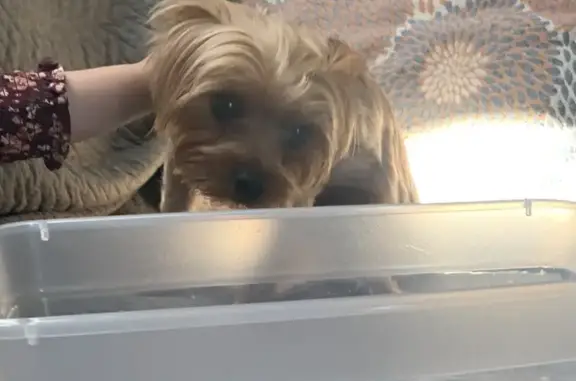 Found Male Yorkie in Lawrenceville