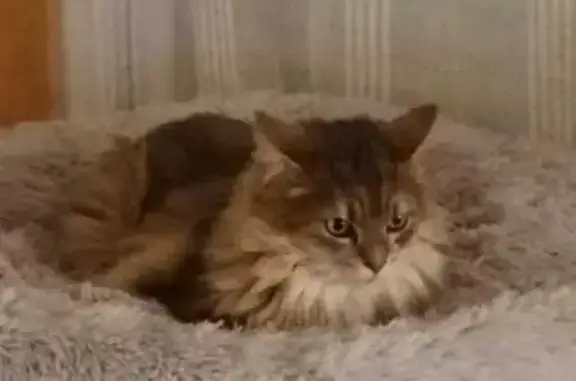 Chat perdu, , photo: Maine Coon perdu à Bombon, Rond-Point Garenne