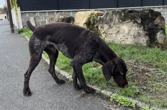 Chien errant sans collier à Hérouvillette - photo
