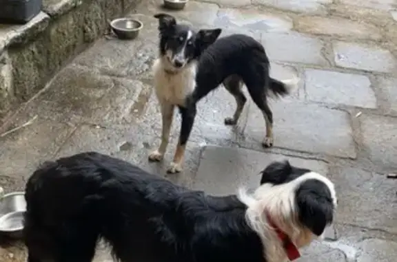 Chien perdu , photo : Border collie femelle disparue à Chambonas