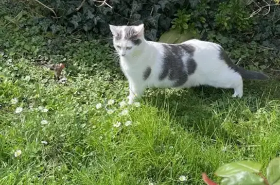 Chat perdu, Saint-Gilles-Croix-de-Vie, photo: Chatte blanche tachetée perdue à Saint-Gilles