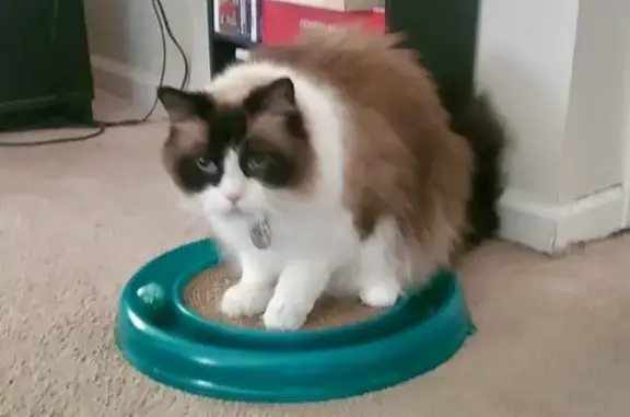 Lost Tricolor Ragdoll Cat: Cloud in Reynoldsburg