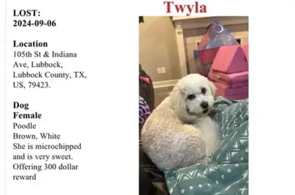 Missing Dog: White with Brown Spots in Lubbock