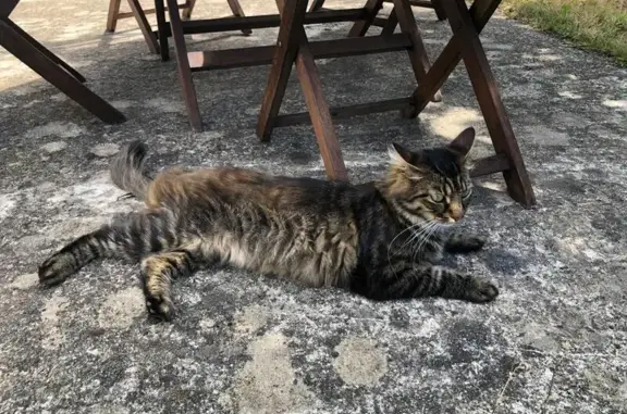 Chat perdu, Éterville, photo: Chatte norvégienne perdue à Éterville