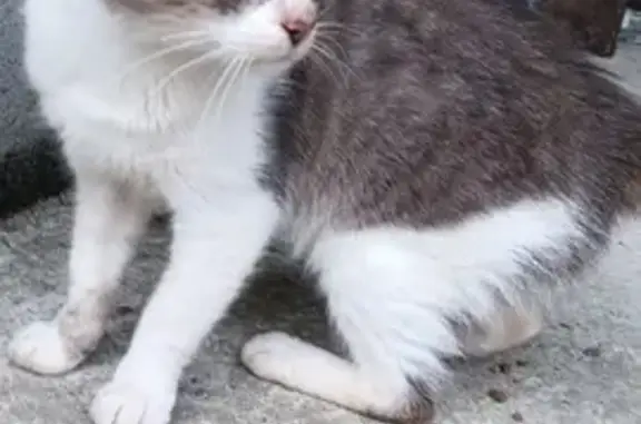 Chat gris-blanc câlin trouvé à La Baconnière - photo