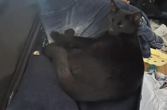 Chat noir perdu à Souleuvre en Bocage - photo