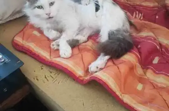 Chat perdu, Valenciennes, photo: Chat mâle disparu après incendie à Valenciennes