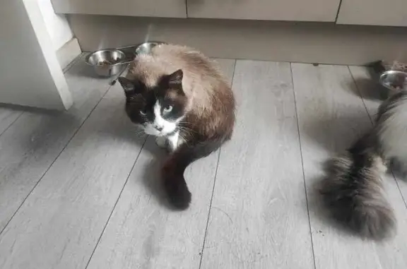 Chat perdu, Valenciennes, photo: Chatte disparue après incendie à Valenciennes