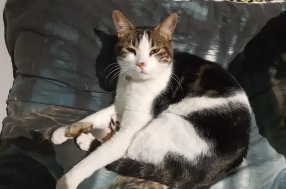 Chat perdu : blanc/noir, collier gris, Draguignan - photo
