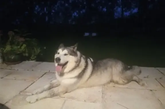 Chienne husky trouvée, collier blanc/rose, Saintes - photo