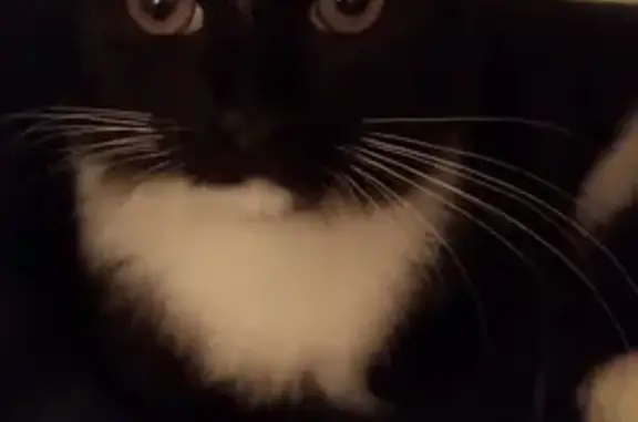 Chat trouvé , photo: Chaton noir et blanc trouvé à Saint-Barthélémy