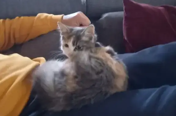 Chatte tricolore trouvée avec harnais rose - photo