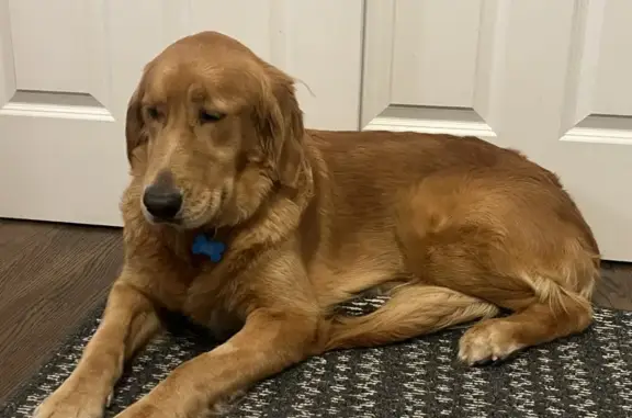 Lost Blonde Golden Retriever on Kirk Rd