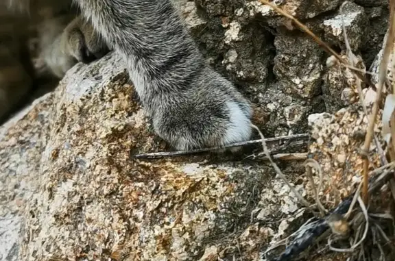 Chat trouvé Ajaccio, photo: Chaton tigré trouvé à Ajaccio: très sociable