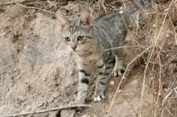 Chaton tigré perdu, très sociable à Ajaccio - photo