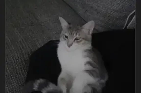 Chat perdu, Nice, photo: Chat Perdu à Nice: Luna, sociable et pucée