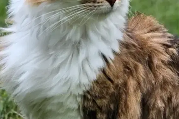 Missing Cat: 8-Year-Old Long-Haired Beauty