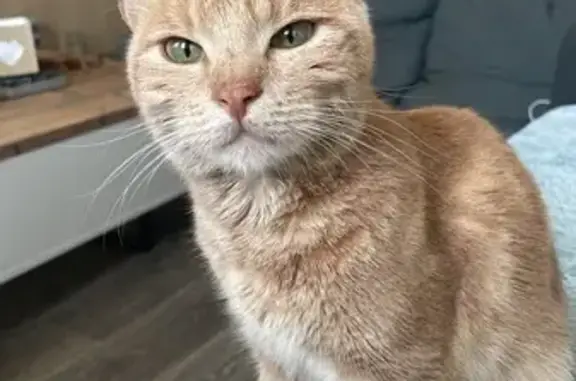 Chat disparu Garçon, Mably (fl525290) - photo