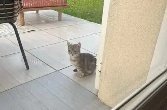 Chat trouvé, Rochecorbon (ff525292) - photo