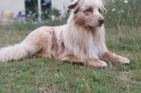 Chien perdu Durtal, photo : Chien disparu Garçon, Durtal (fl525294)