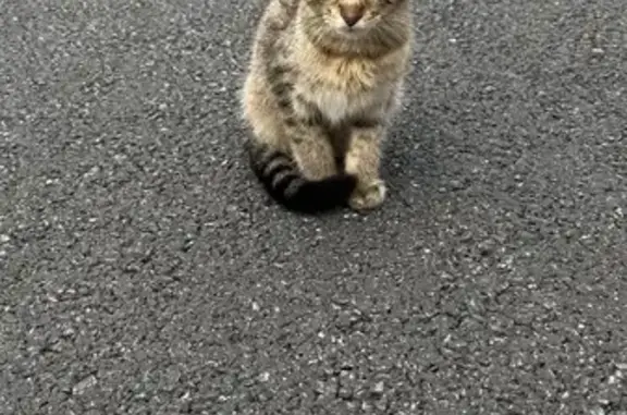 Chat trouvé , photo: Chat trouvé Fille (ff525299)