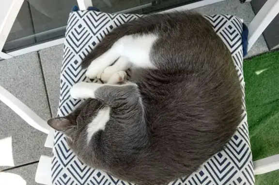 Chat disparu Garçon, Vannes (fl525301) - photo