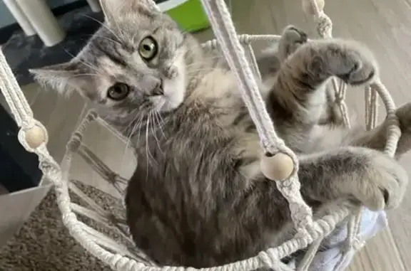 Animaux perdus Bessay-sur-Allier, photo: Chat disparu Fille, Bessay-sur-Allier (fl525302)
