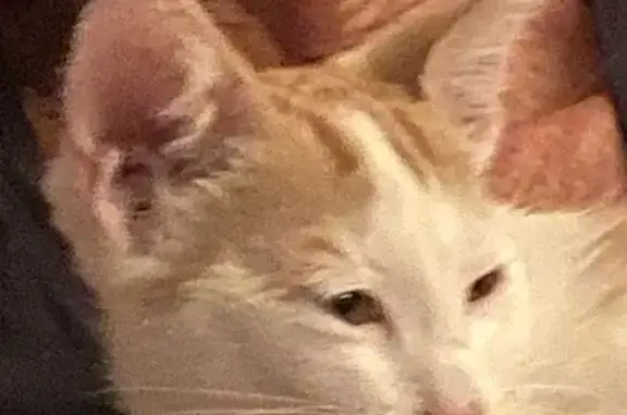 Chat trouvé Garçon, Valras-Plage (ff525306) - photo