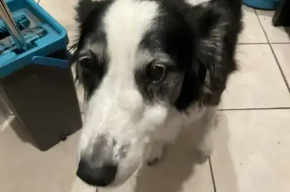 Chien trouvé Mérignac, photo: Chien trouvé Fille, Mérignac (ff525307)