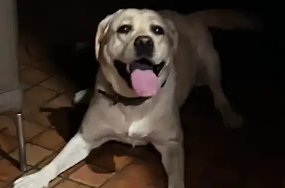Chien trouvé Fille, Caluire-et-Cuire (ff525309) - photo
