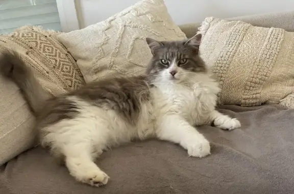 Chat disparu Garçon, Saint-Malo (fl525310) - photo