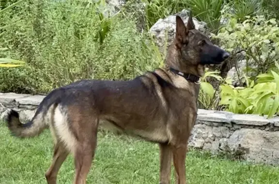 Animaux perdus , photo: Chien disparu Fille (fl525312)