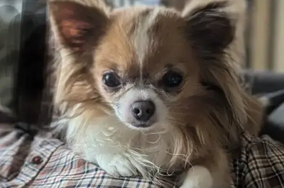 Chien perdu , photo : Chien disparu Garçon (fl525319)