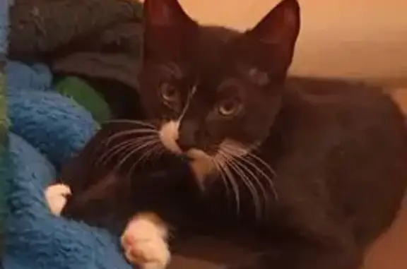 Chat disparu Garçon, Domène (fl525322) - photo
