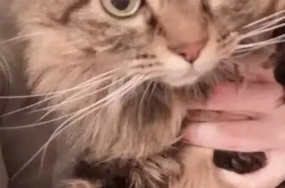 Chat perdu, Miramas, photo: Chat disparu Fille, Miramas (fl525329)