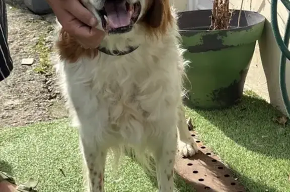 Chien trouvé, Boussy-Saint-Antoine (ff525331) - photo