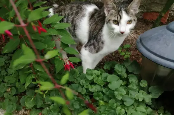 Chat trouvé, Brive-la-Gaillarde (ff525330) - photo