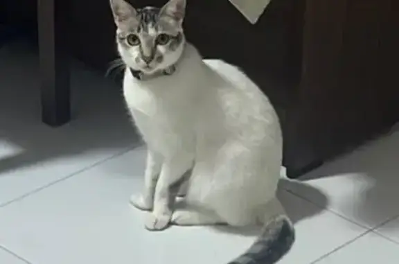 Missing cat, Singapore