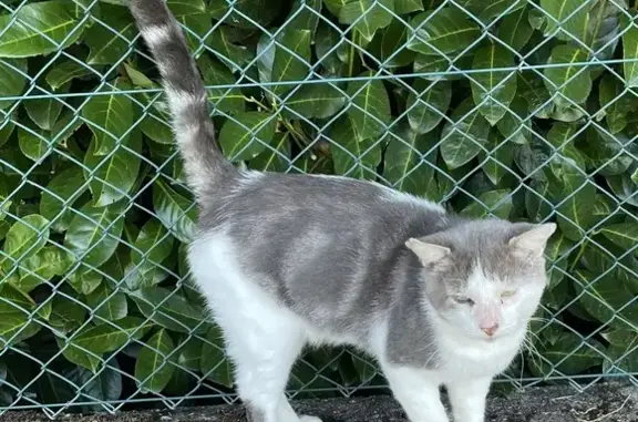 Chat trouvé Garçon, Wingen-sur-Moder (ff525336) - photo