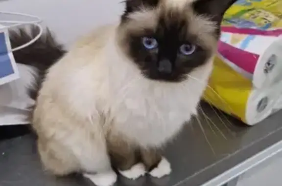 Chat disparu Garçon, Sens (fl525337) - photo