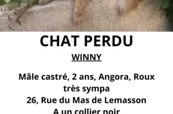 Animaux perdus Montpellier, photo: Chat roux perdu à Montpellier, très sociable