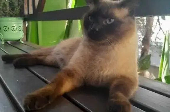 Missing cat, Pretoria