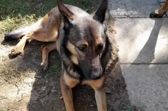 Chien perdu , photo : Chien disparu Fille (fl525344)