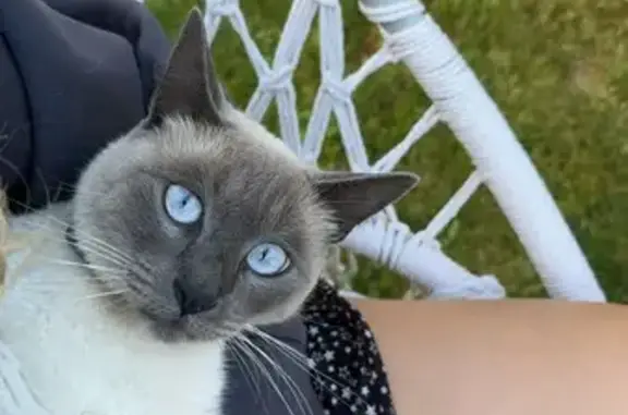 Chat perdu, , photo: Chat perdu à Magny-les-Villers, pelage blanc/gris