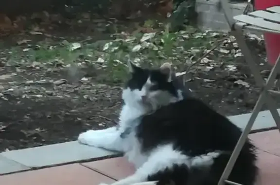 Animaux perdus Toulouse, photo: Chat disparu Garçon, Toulouse (fl525348)