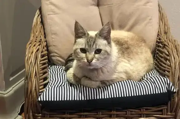 Chat noir et blanc perdu à Azereix - photo