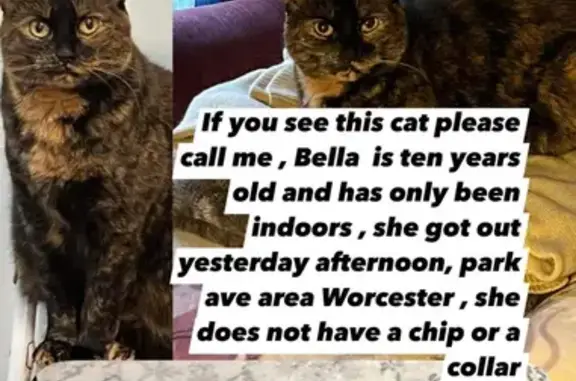 Missing cat, Worcester